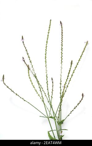 Eisenkraut, Verbene, officinalis, Vervain, Heilpflanzen, Foto Stock