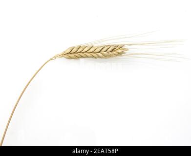 Emmer; Weizen; Triticum dicoccon, Getreide Foto Stock