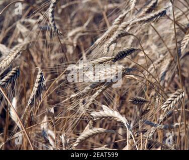 Emmer Foto Stock