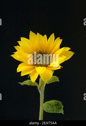 Sonnenblume, Helianthus annuus Foto Stock