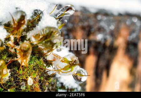 Primo piano di fiori di muschio surgelati e ricoperti di neve Foto Stock