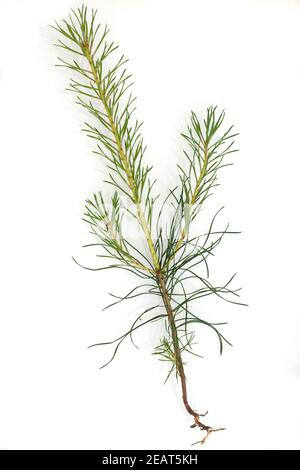 Kiefersproessling, Kiefer;; Pinus sylvestris; Foto Stock