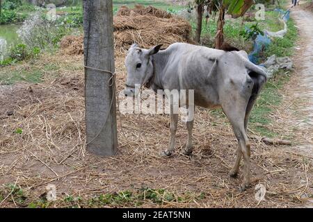 Il pascolo di bestiame nel villaggio Kumrokhali, West Bengal, India Foto Stock