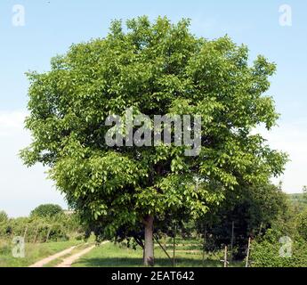 Walnussbaum, regione di Baum Juglans Foto Stock