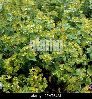 Warzen-Wolfsmilch, Euphorbia verrucosa Foto Stock
