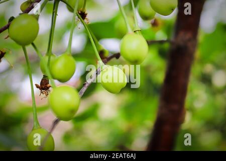Closeup di ciliegie acide verdi appese su un ramo Foto Stock