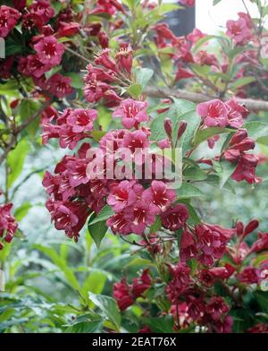 Weigelie, Weigela florida, Bristol Ruby Foto Stock