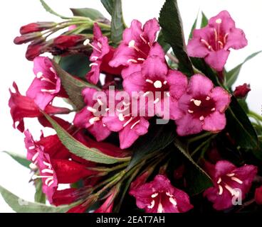 Weigelie, Weigela florida, Bristol Ruby Foto Stock