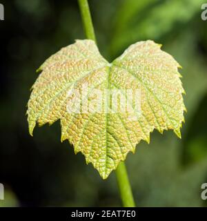 Weinblatt Weisser Wein Foto Stock