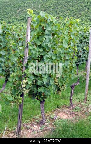 Weinberg, Weisser Riesling Foto Stock