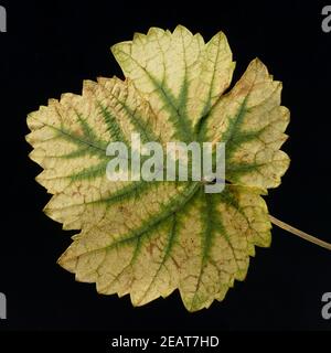 Weinblatt Weisser Wein Herbst Foto Stock