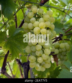 Weintraube, Fanny Foto Stock