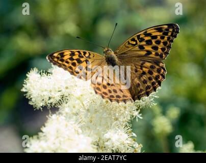 Kardinal, Pandoriana pandora Foto Stock