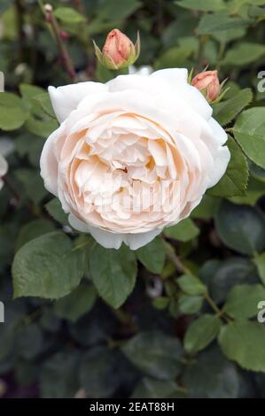 Englische Rose Evelyn Austin Foto Stock