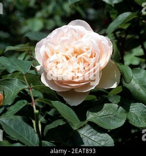 Englische Rose, Sweet Juliet Foto Stock