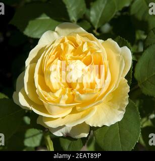 Englische Rose charlotte David Austin Foto Stock