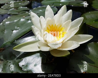 Weisse Seerose Nymphaea, alba Foto Stock