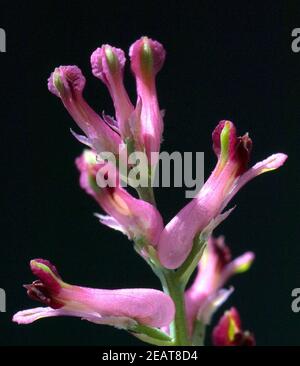 Erdrauch, Fumaria Officinalis, Heilpflanzen, - Foto Stock