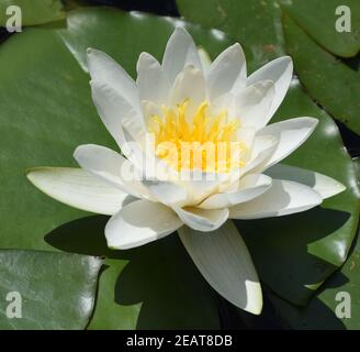 Weisse Seerose, Nymphaea, alba Foto Stock