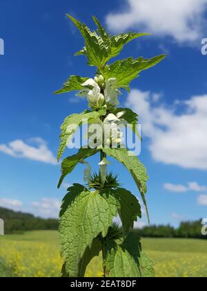 Weisse Taubnessel, Lamium alba Foto Stock