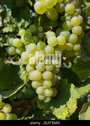 Weisser, Riesling, Vitis, vinifera Foto Stock