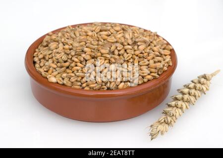 Weizenkoerner, Weizen, Triticum aestivum,, Foto Stock