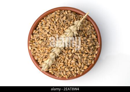 Weizenkoerner, Weizen, Triticum aestivum,, Foto Stock