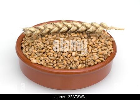 Weizenkoerner, Weizen, Triticum aestivum,, Foto Stock