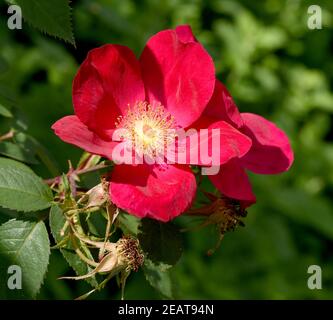 Essig-Rose, Rosa gallica Foto Stock