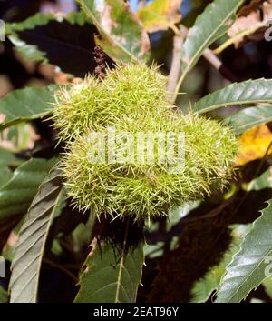 Esskastanien, Edelkastanie, Castanea sativa Foto Stock