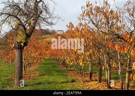 Herbstimpression, Kirschbaum, davina, Herbst Foto Stock