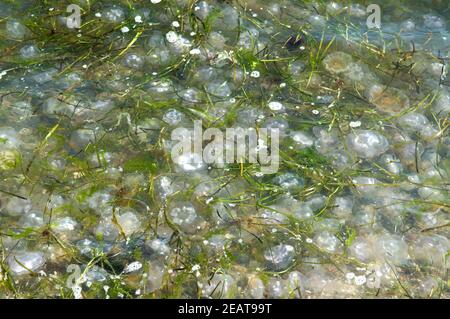 Ohrenqualle, Aurelia aurita, Am, Strand, angeschwemmt Foto Stock