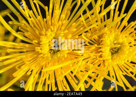 Sfondo di crisantemi gialli da vicino alla luce del sole. Fiori d'autunno nel giardino. Messa a fuoco morbida, raggi caldi del sole, full frame. Natur Foto Stock