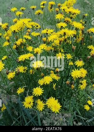 Wiesenpippau, Crepis biennis Foto Stock