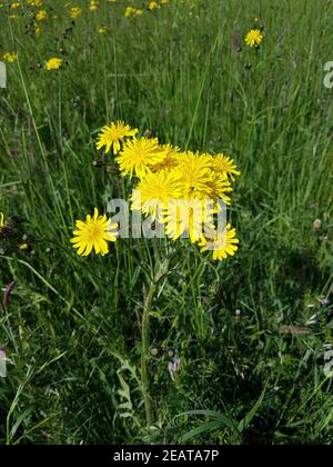 Wiesenpippau, Crepis biennis Foto Stock