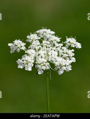 Wilde, Moehre, Bluete, Daucus, Carota Foto Stock