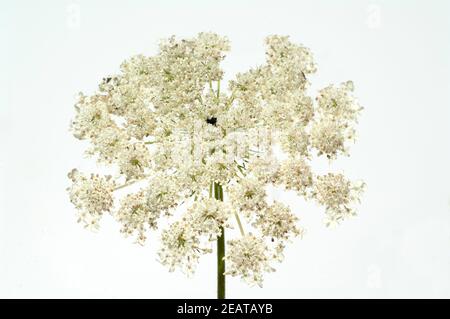 Wilde, Moehre Bluete Blueten Daucus Carota Foto Stock
