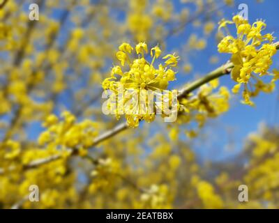 Kornelkirsche, Cornus, mas Foto Stock