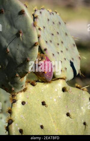 Un cactus di pera prickly a Stonewall, Texas. Foto Stock