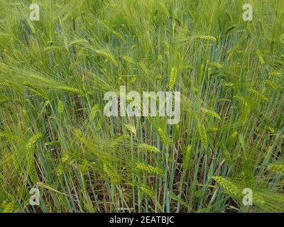 Triticale, Wintertriticale, Triticosecale, rimpauii Foto Stock