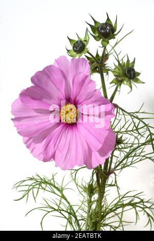 Kosmee Cosmos bipinnatus Foto Stock