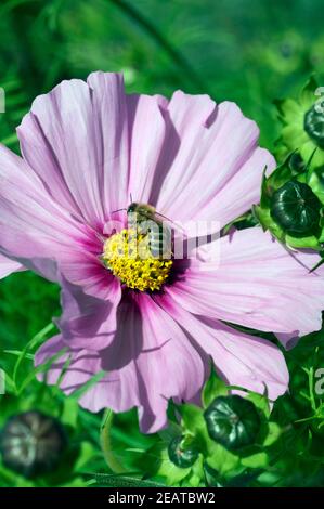 Biene Pollenhoeschen, Kosmea Foto Stock