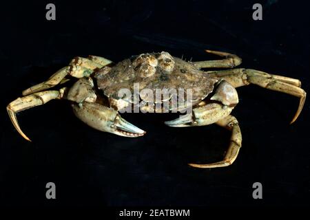 Krabben, Brachyura, Kurzschwanzkrebse Foto Stock