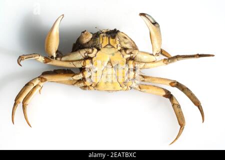 Krabben, Brachyura, Kurzschwanzkrebse Foto Stock