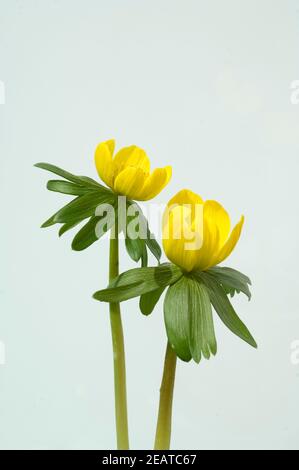 Winterling, Eranthis hyemalis Foto Stock