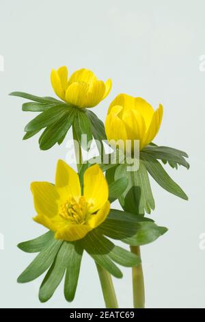 Winterling, Eranthis hyemalis Foto Stock