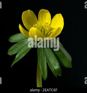 Winterling, Eranthis hyemalis Foto Stock