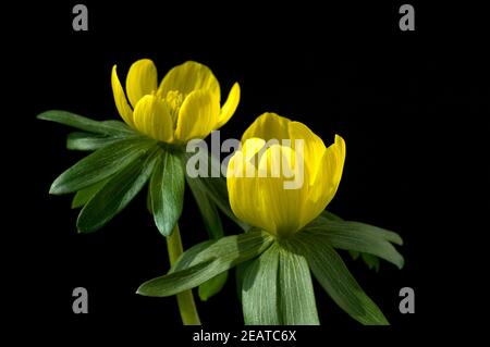 Winterling, Eranthis hyemalis Foto Stock