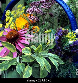 Kräuterkorb, Küchenkräuter, Heilpflanzen, Origano, Sabbei, Ysop, Ringelblume, Dill, Roter Sonnenhut, Echinacea, Weinraute, Fenchel, Corb, Heilpflanzen Foto Stock