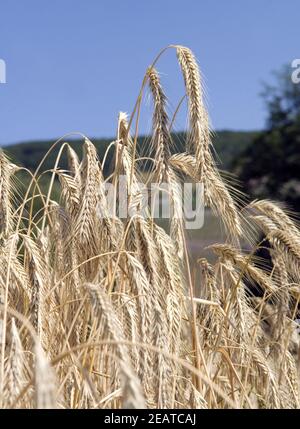 Winterroggen; Secale Cereale, Getreide Foto Stock